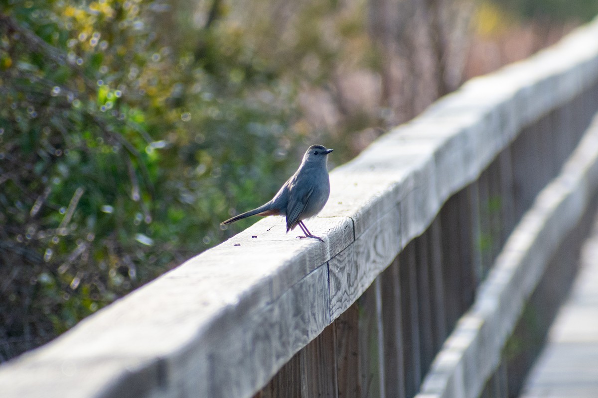 Gray Catbird - ML614859598