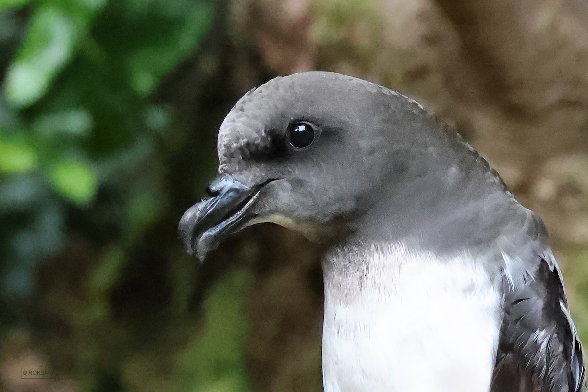 Magenta Petrel - ML614859632