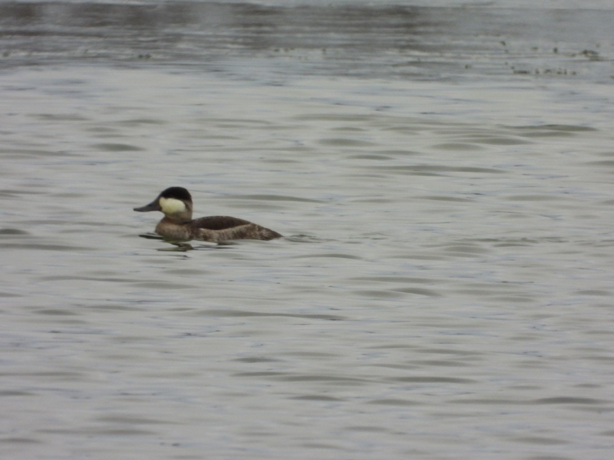 Ruddy Duck - ML614859642