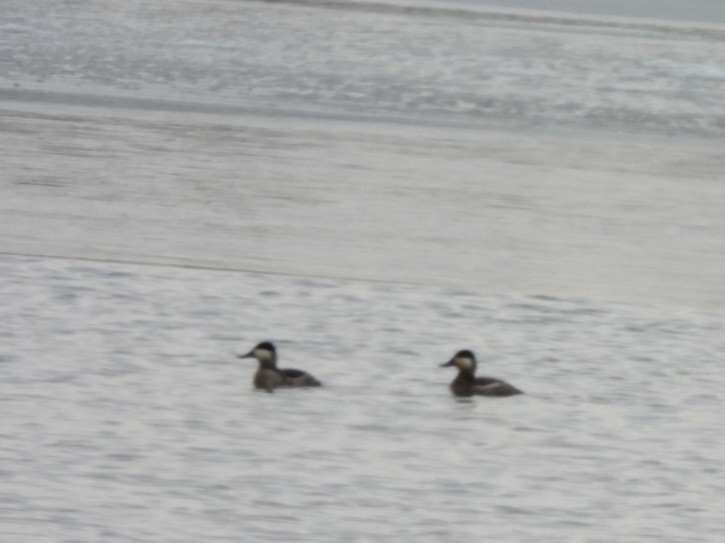 Ruddy Duck - Cliff Dekdebrun