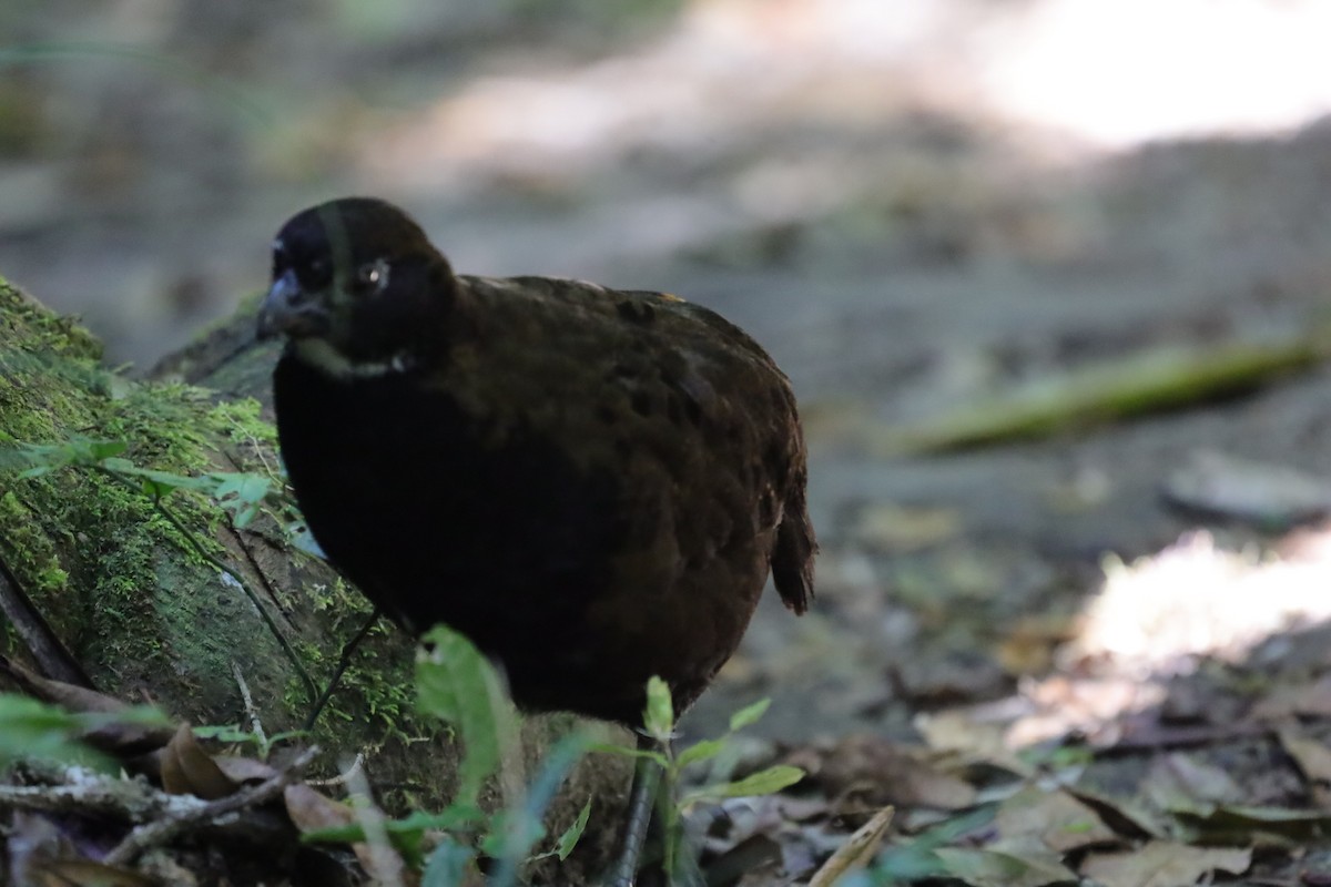 Black-breasted Wood-Quail - ML614859677