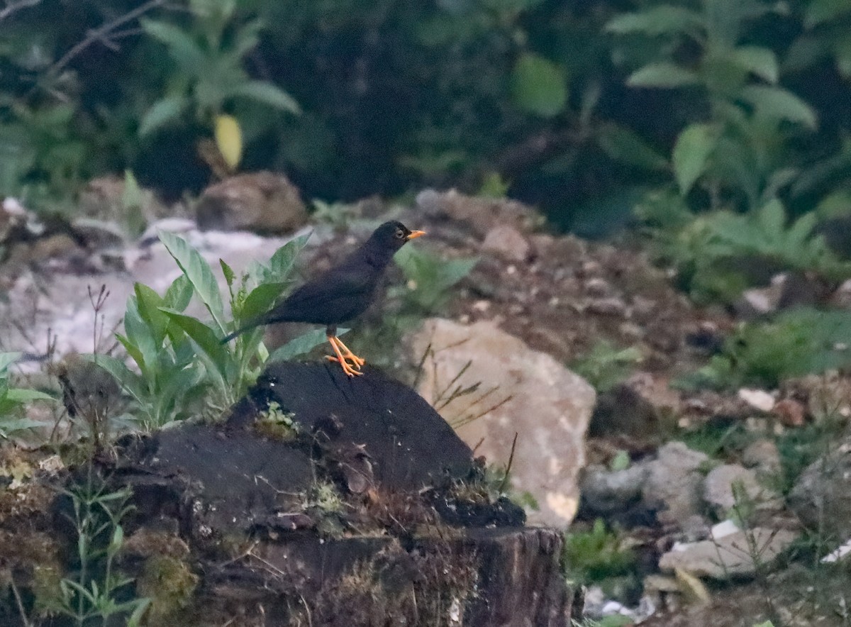 Guatemaladrossel - ML614859698