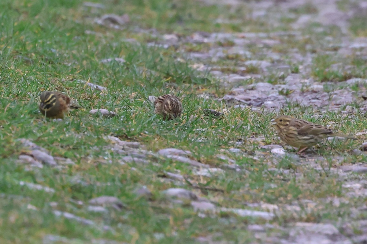 Cirl Bunting - Alan Bird