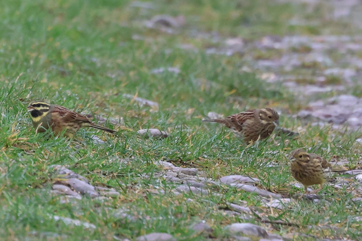 Cirl Bunting - Alan Bird