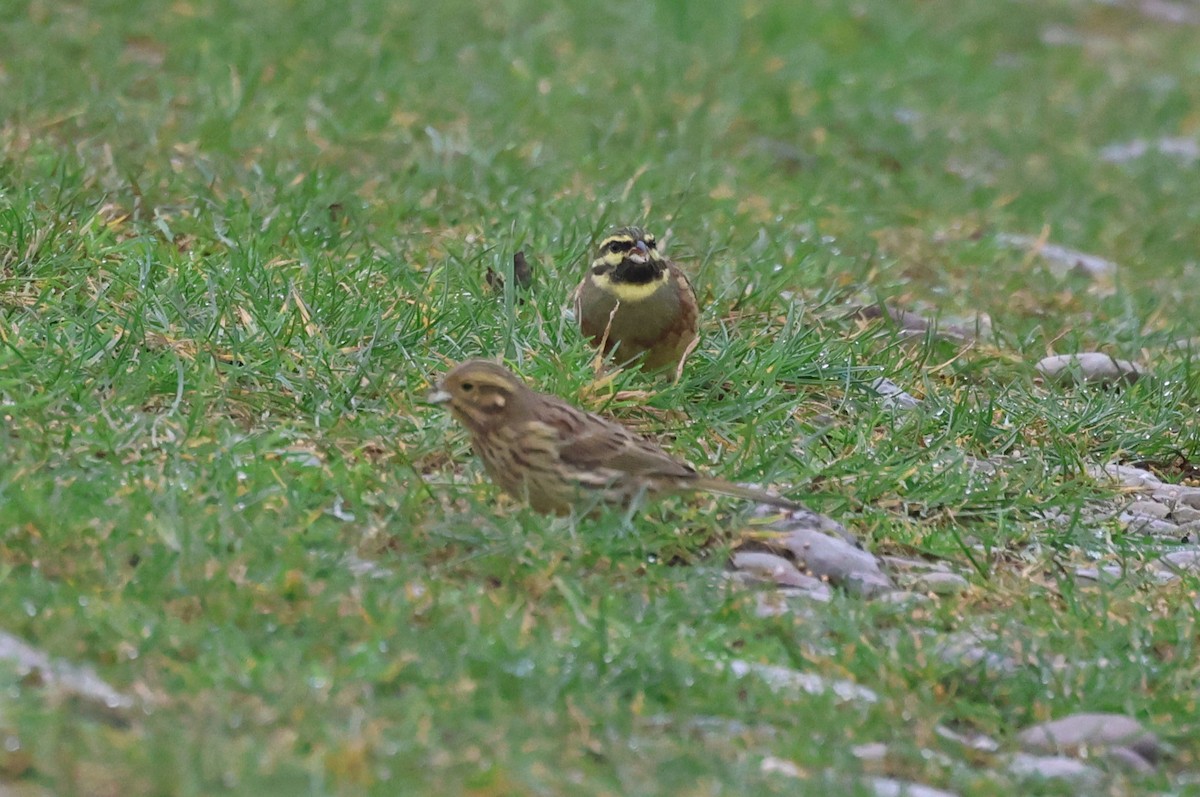 Cirl Bunting - Alan Bird