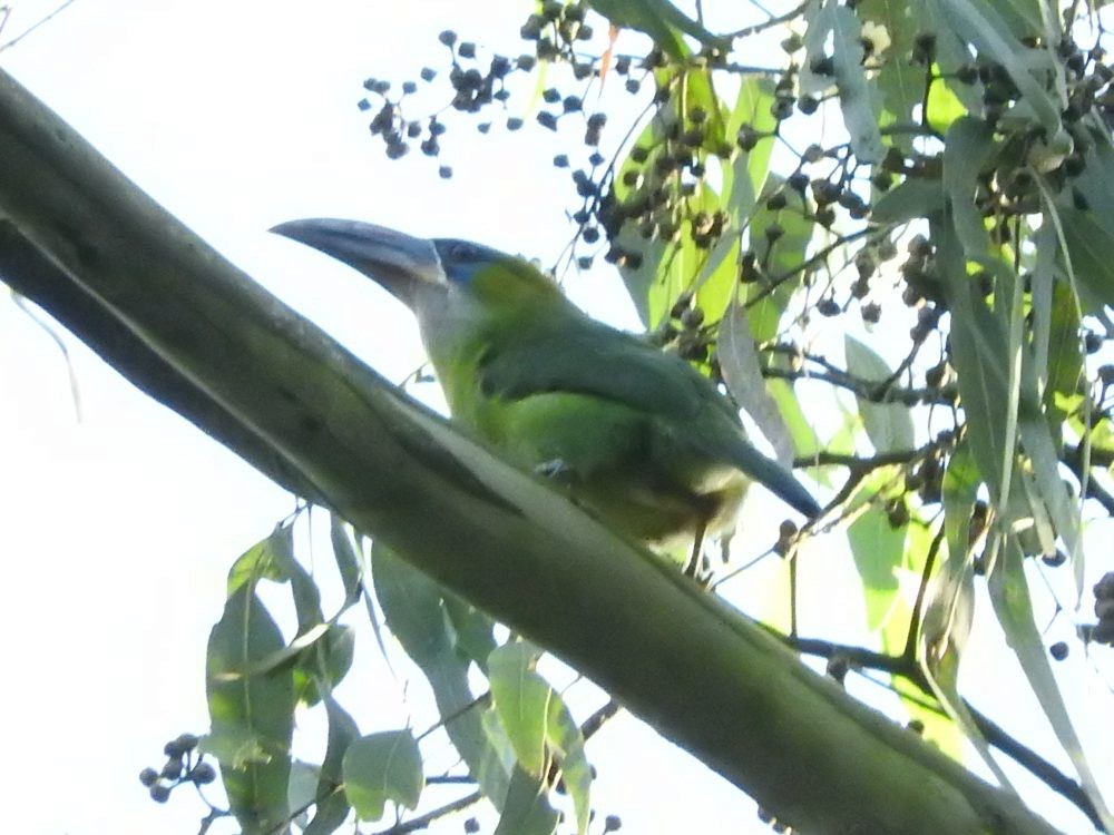 Groove-billed Toucanet - ML614859822