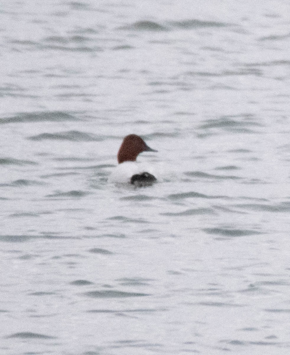 Canvasback - ML614859918