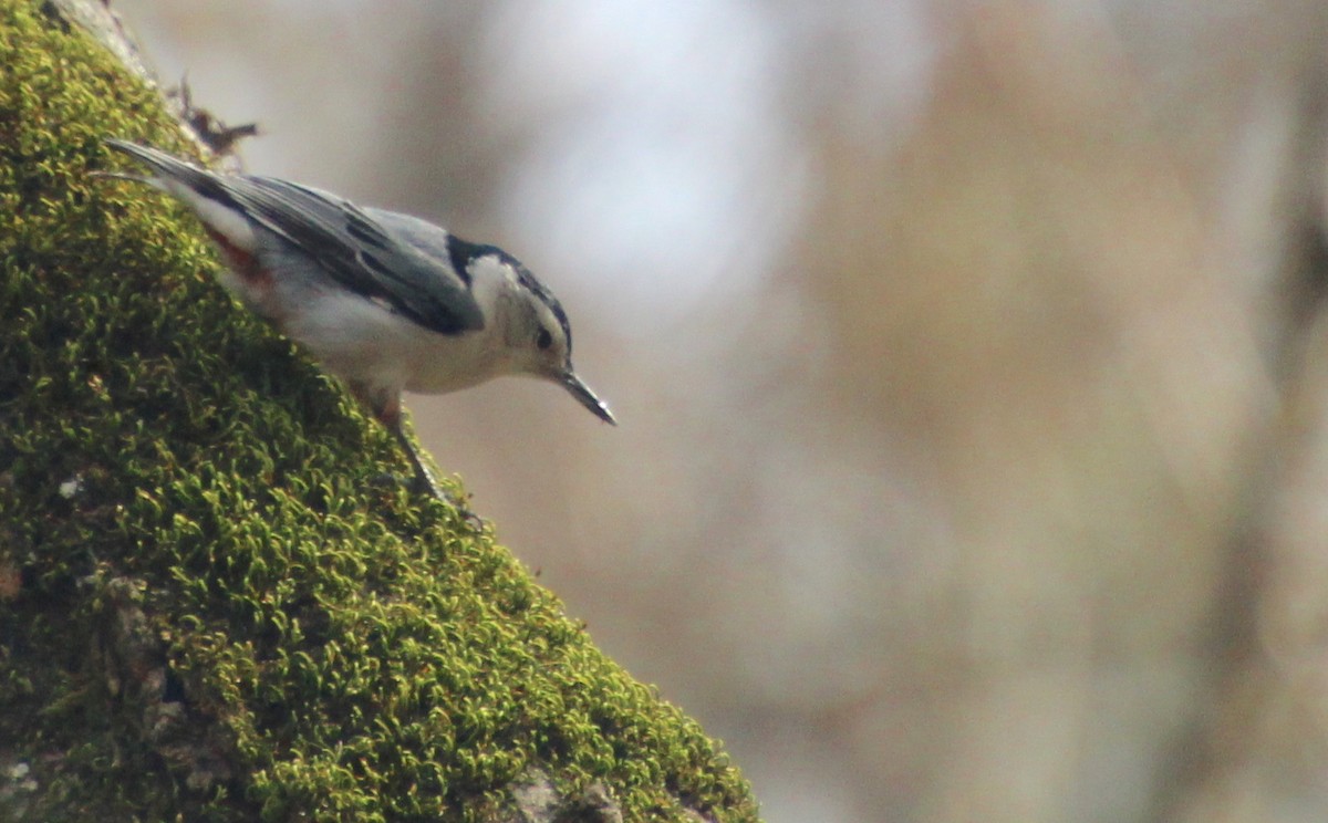 White-breasted Nuthatch - ML614859919