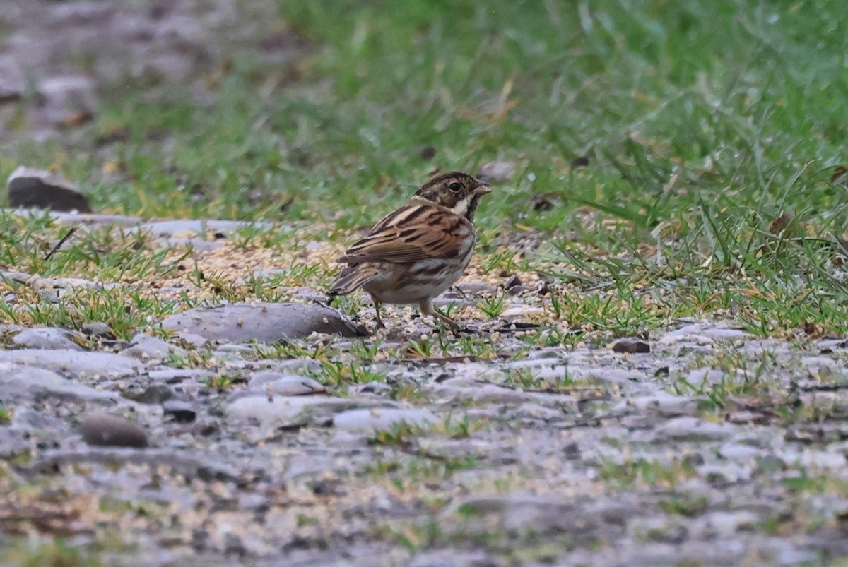 Reed Bunting - Alan Bird