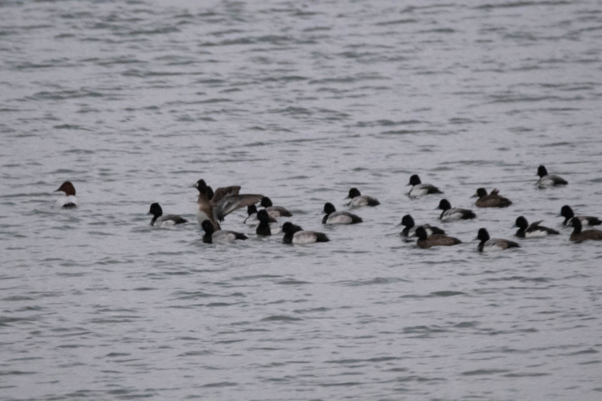 Lesser Scaup - ML614859994