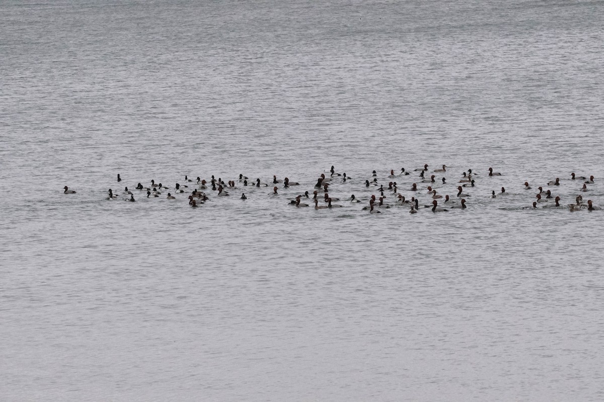 Lesser Scaup - ML614860000