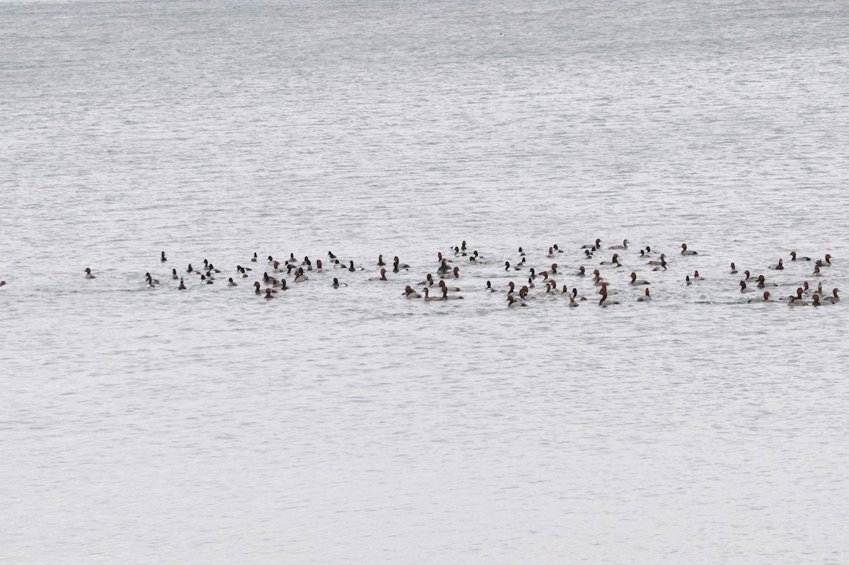 Greater Scaup - ML614860006