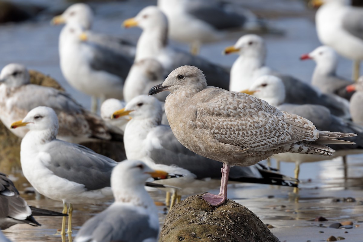 Iceland Gull (Thayer's) - ML614860045