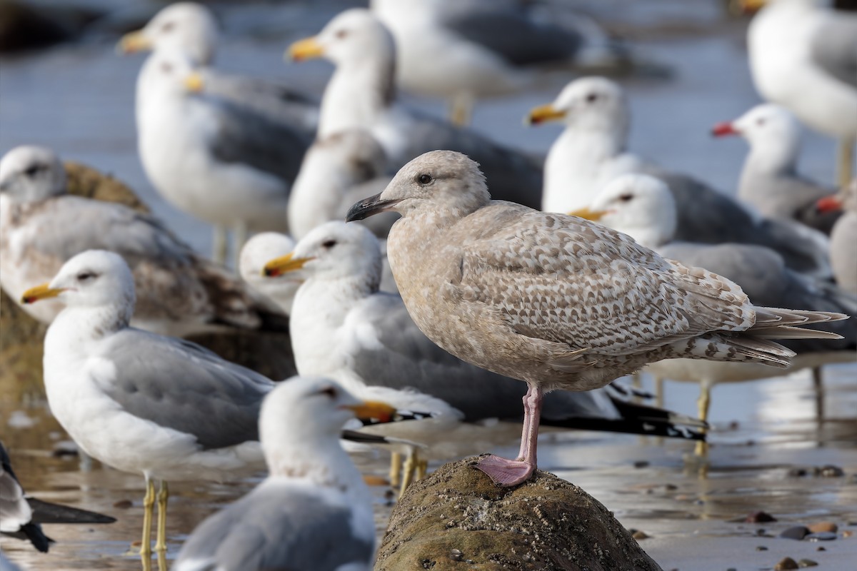 Iceland Gull (Thayer's) - ML614860046