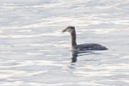 Red-necked Grebe - Bradley Hacker 🦜