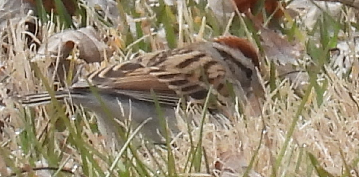 Chipping Sparrow - ML614860068