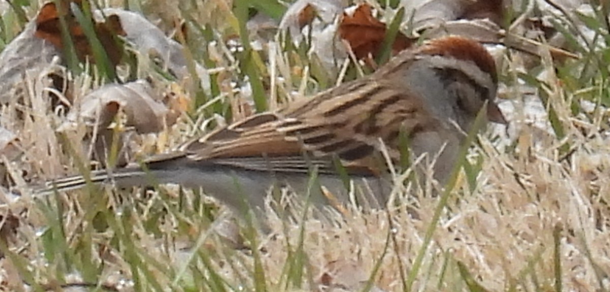 Chipping Sparrow - ML614860069