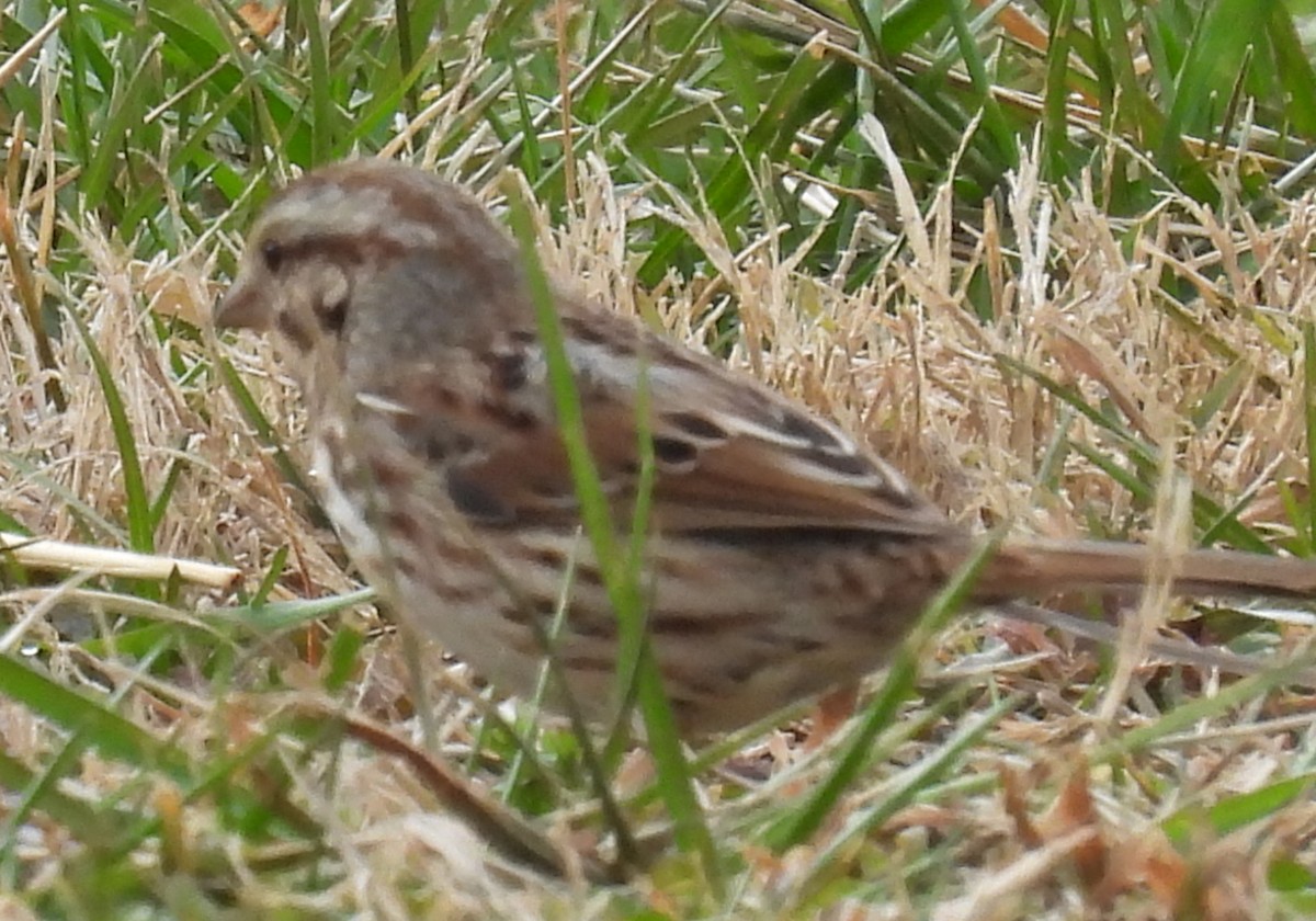 Song Sparrow - ML614860085