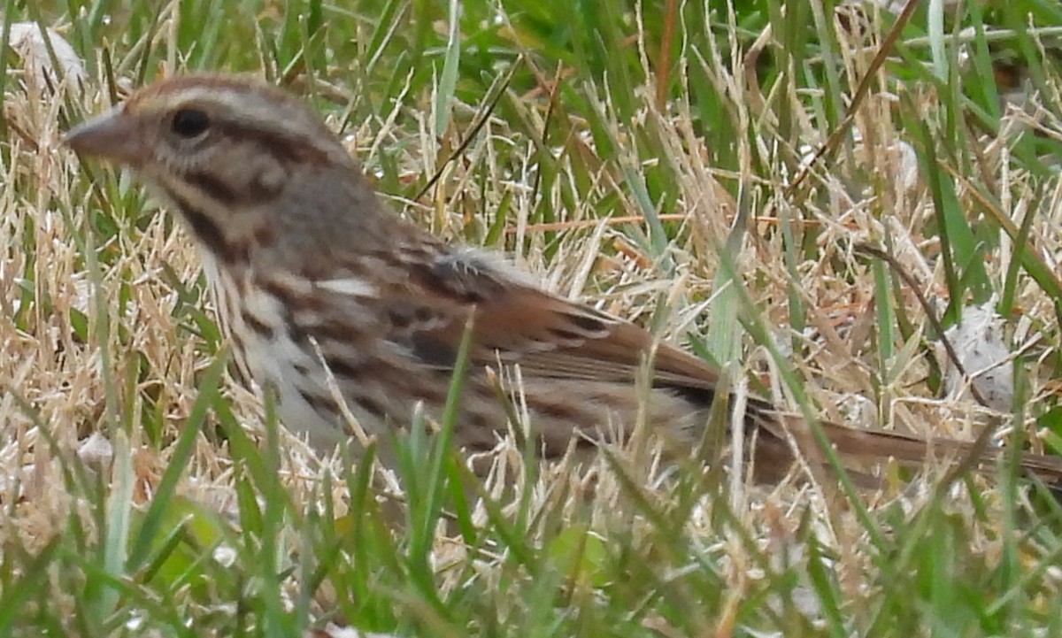 Song Sparrow - ML614860086