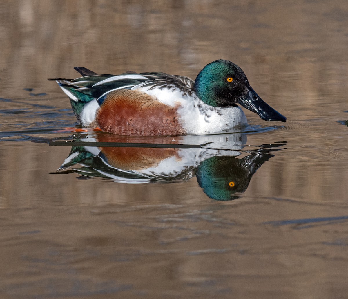 Northern Shoveler - ML614860094