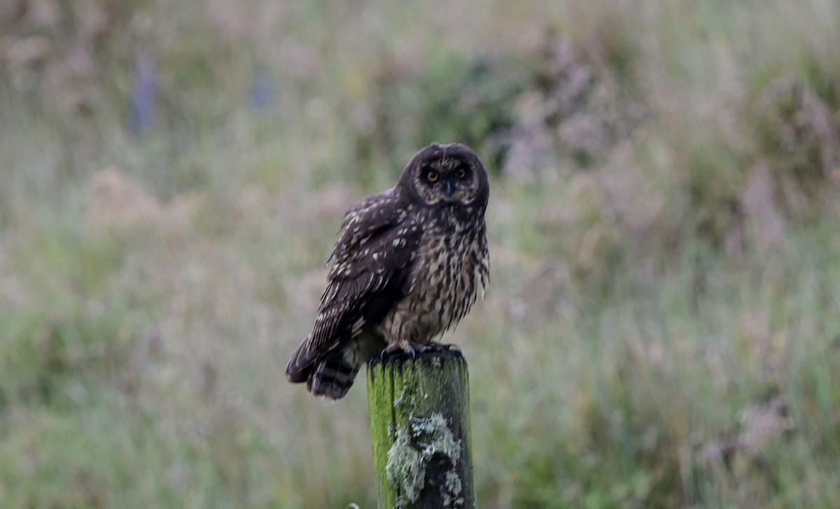 Short-eared Owl (South American) - ML614860125