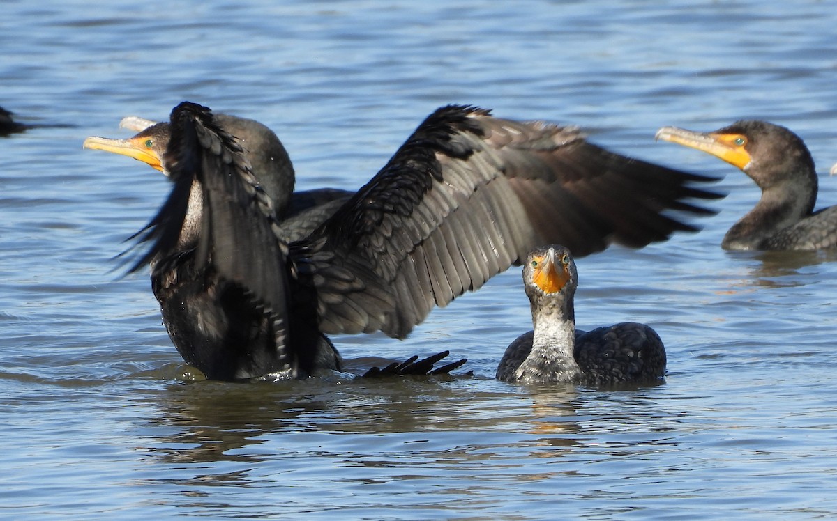 Cormoran à aigrettes - ML614860133