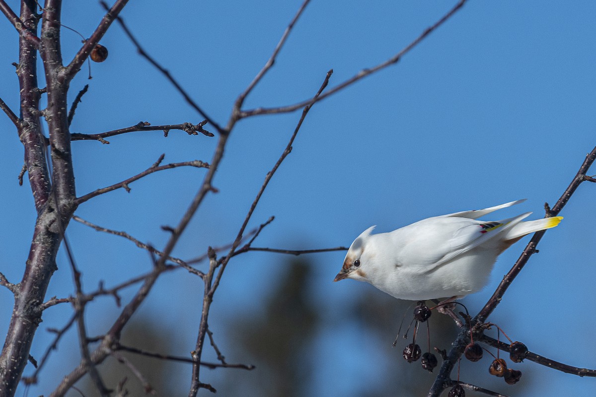 Bohemian/Cedar Waxwing - ML614860134