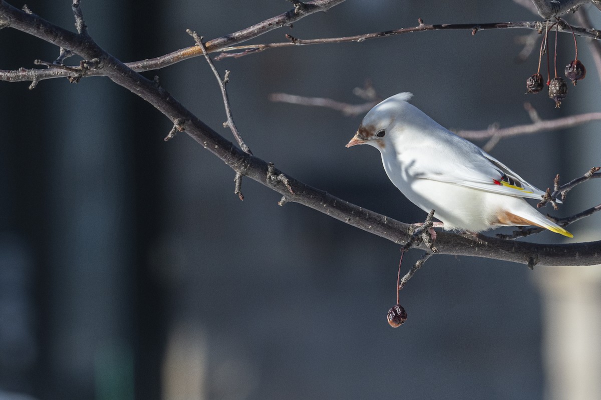 Bohemian/Cedar Waxwing - ML614860138