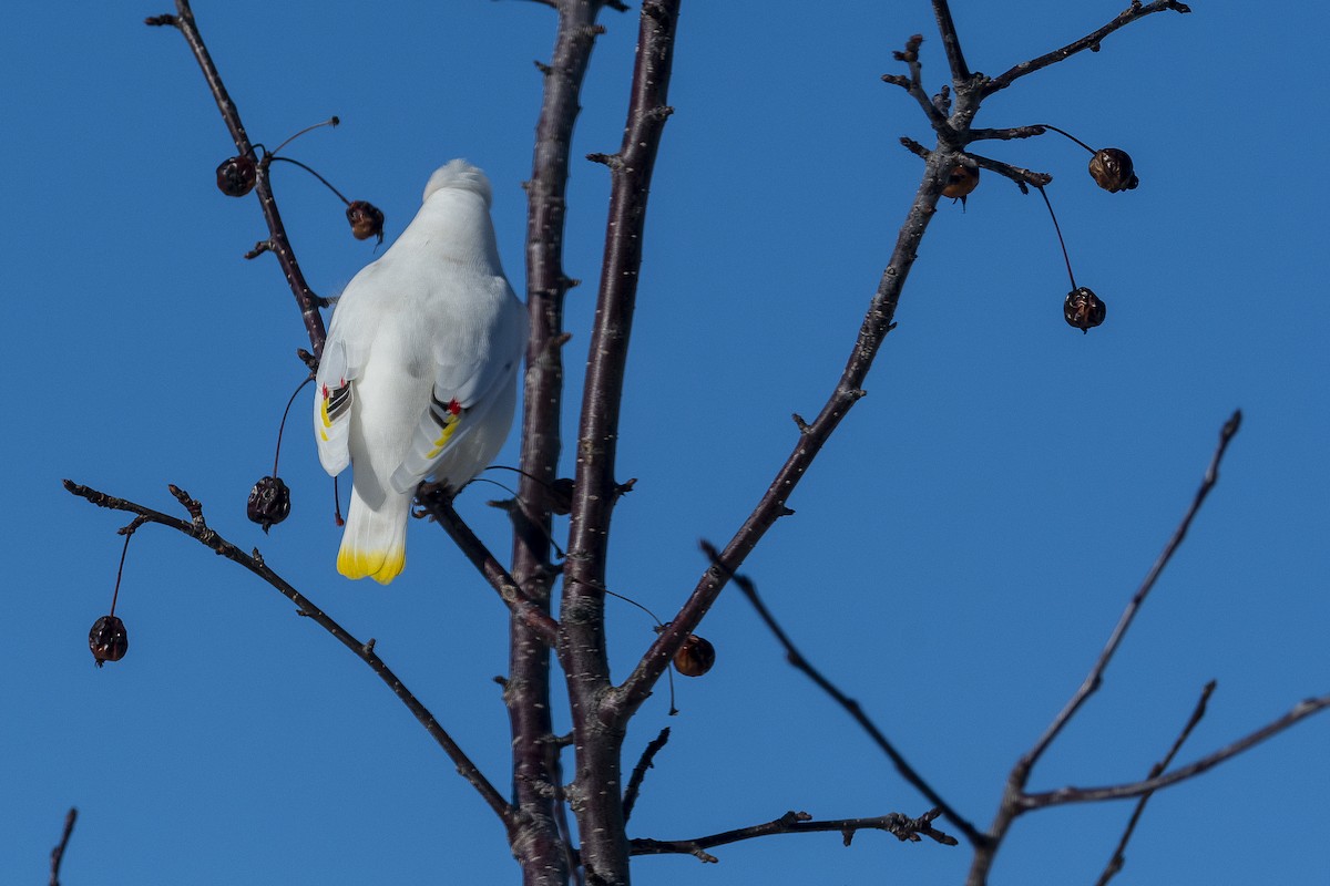 Bohemian/Cedar Waxwing - Louise Boivin