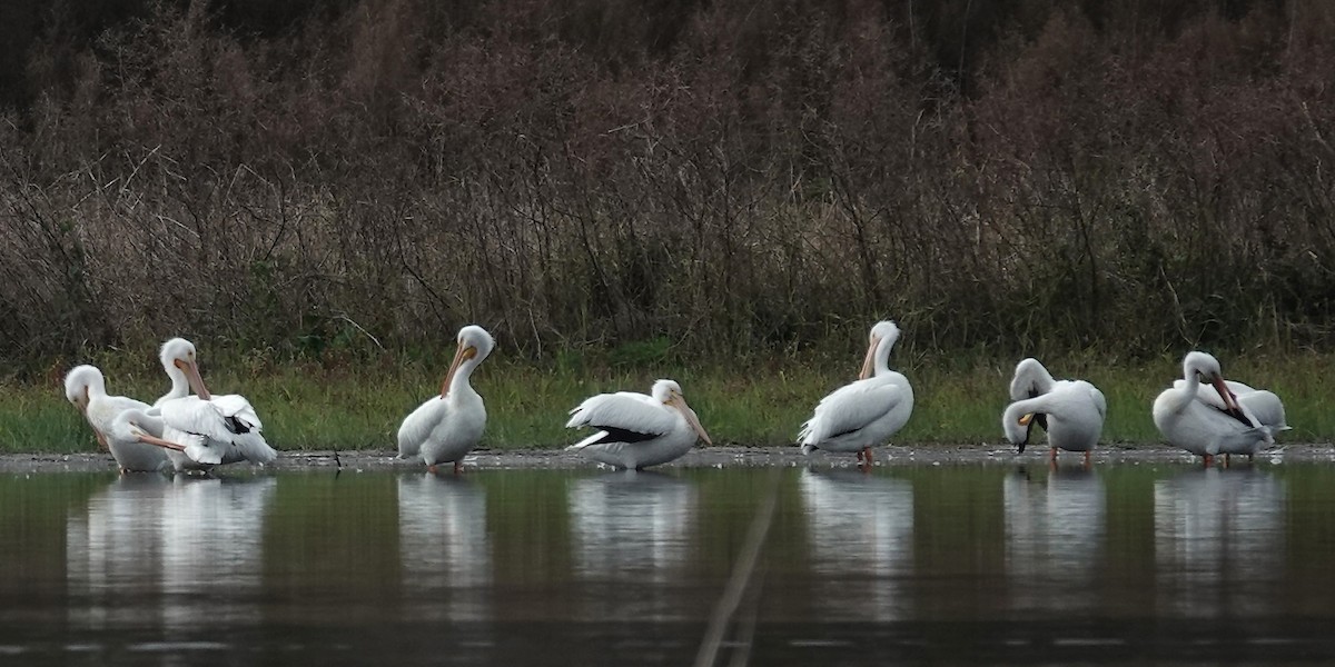 American White Pelican - ML614860150