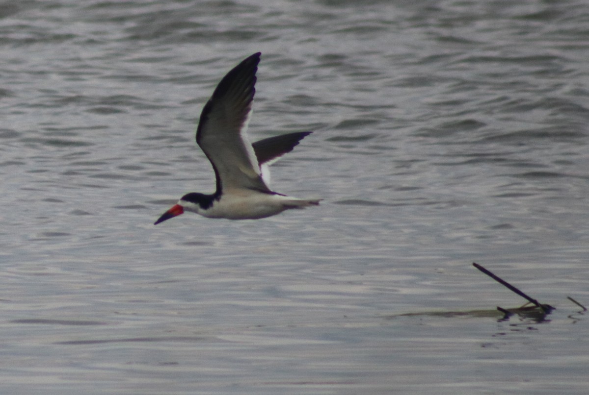 Black Skimmer - ML61486021