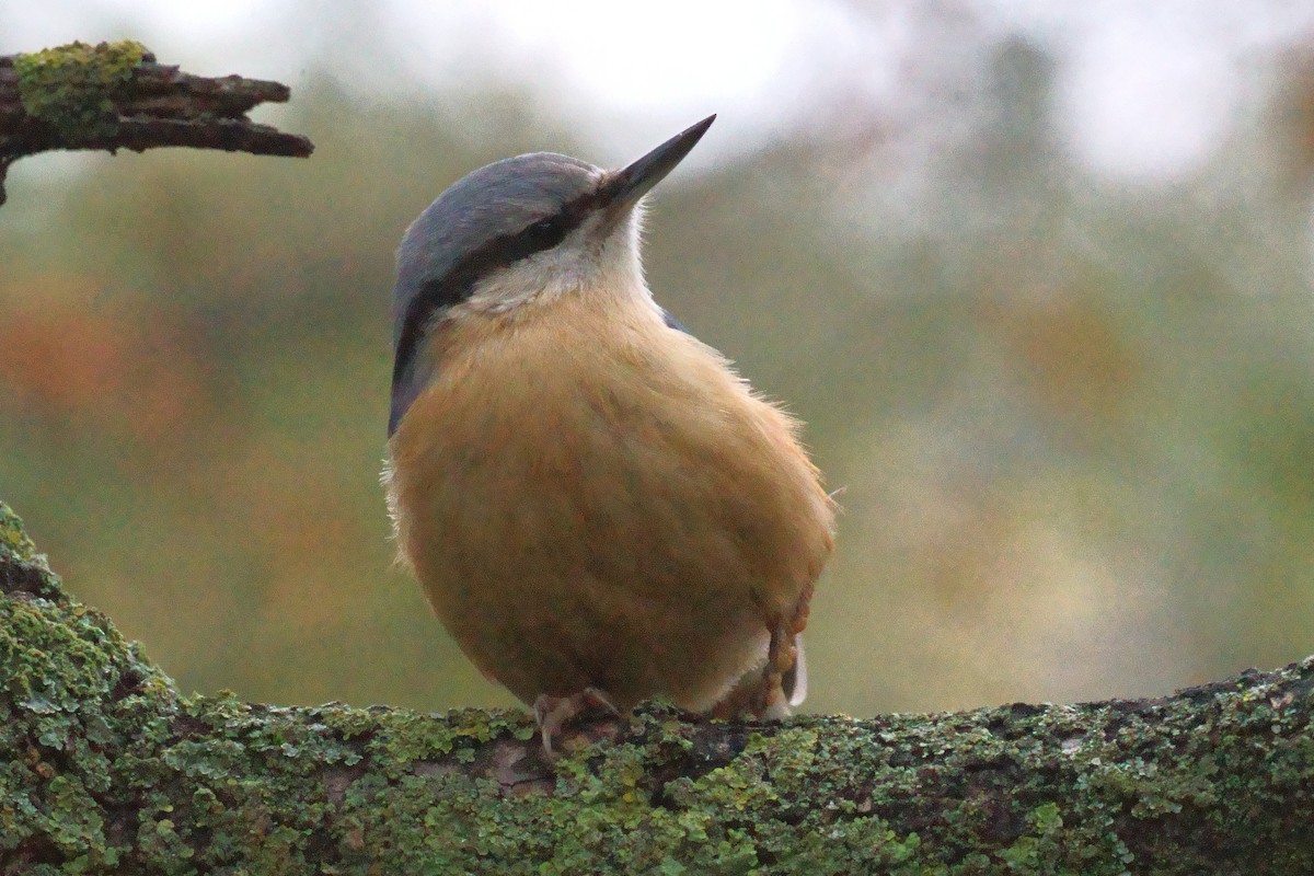 Eurasian Nuthatch - ML614860222