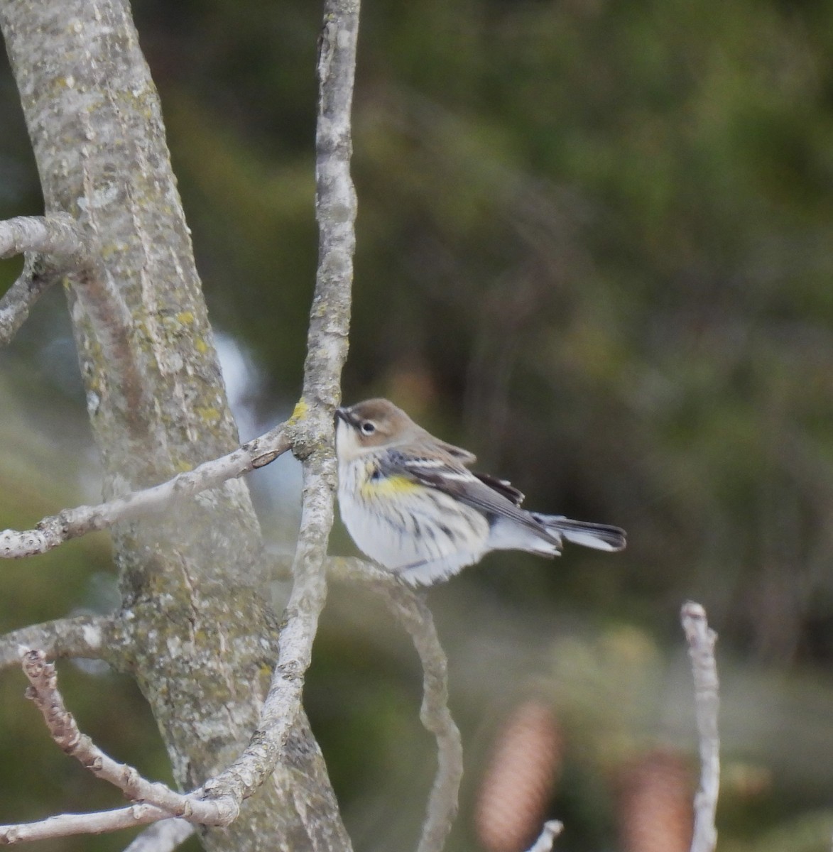 Yellow-rumped Warbler - ML614860226