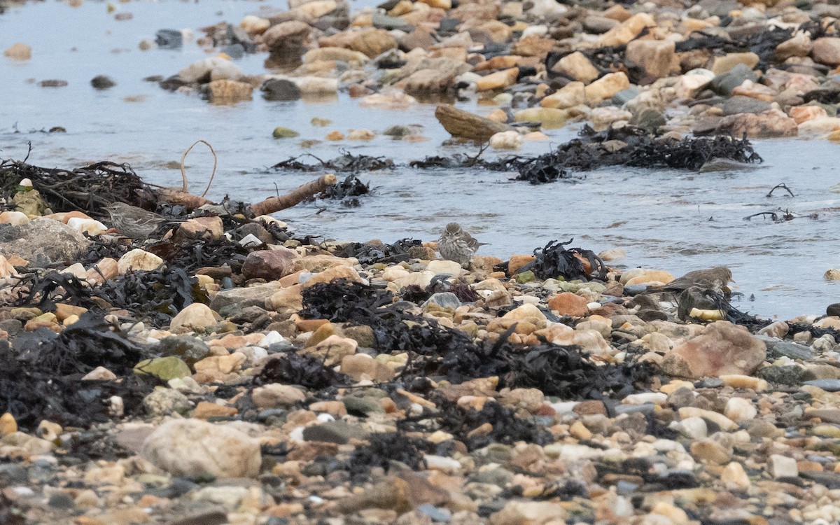 Water Pipit (Western) - ML614860230