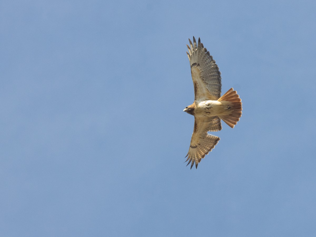 Red-tailed Hawk (borealis) - ML614860253