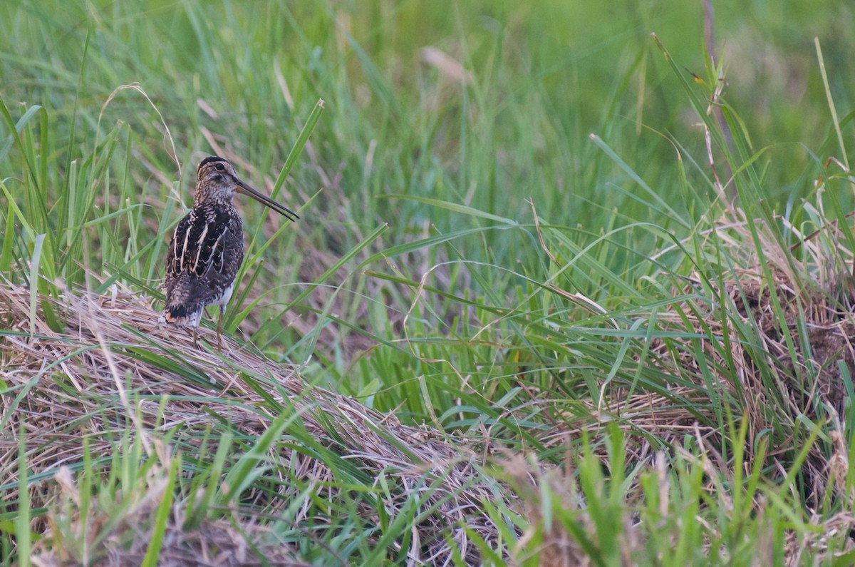 Pantanal Snipe - ML614860256