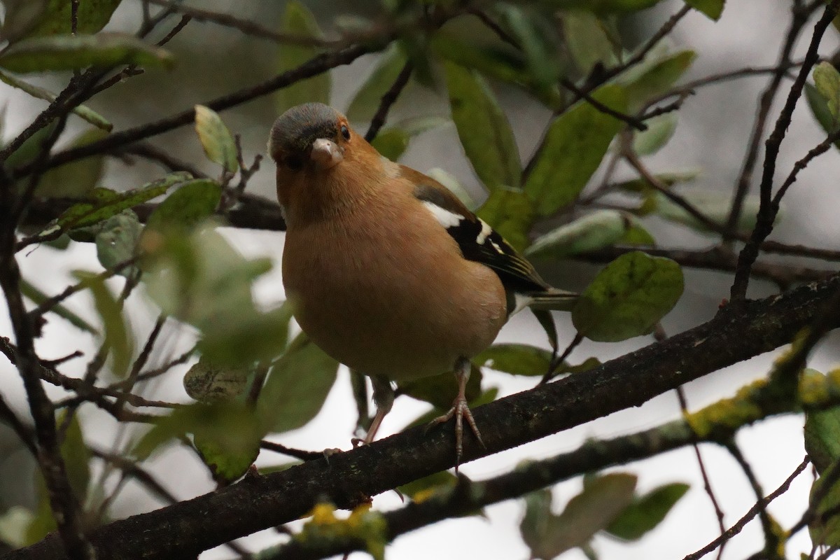 Common Chaffinch - ML614860266