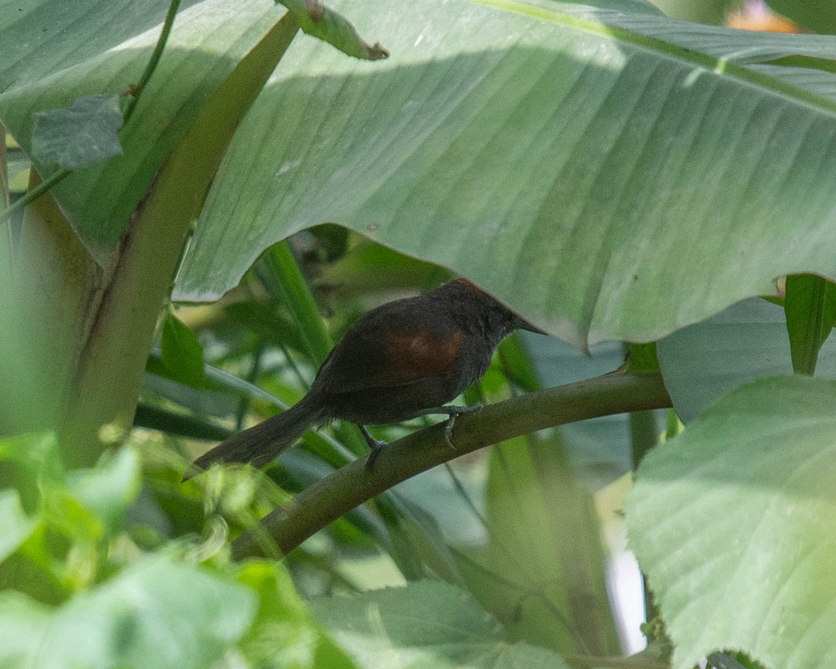 Slaty Spinetail - ML614860425