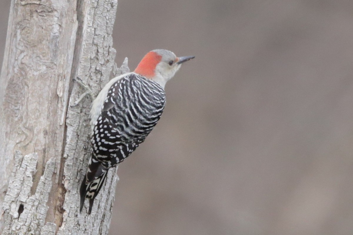 Red-bellied Woodpecker - ML614860426