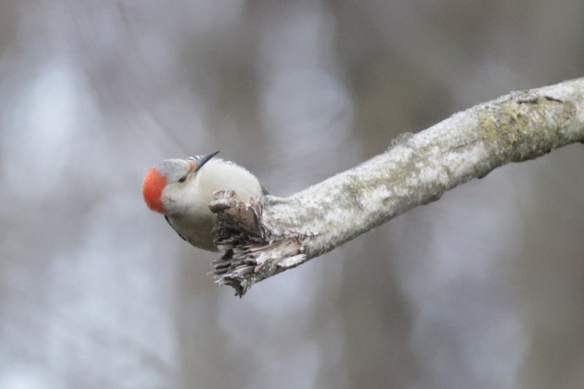 Red-bellied Woodpecker - ML614860427