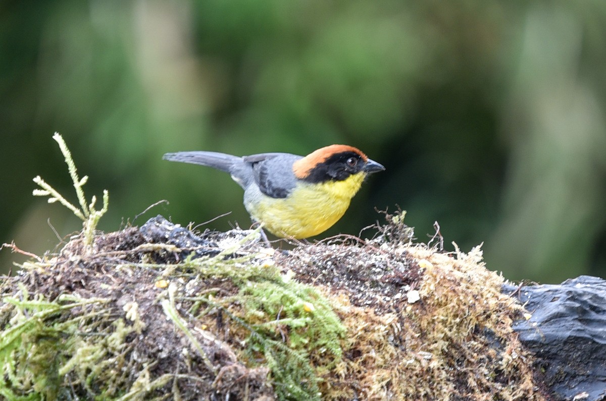 Yellow-breasted Brushfinch (Yellow-breasted) - Bruce Wedderburn