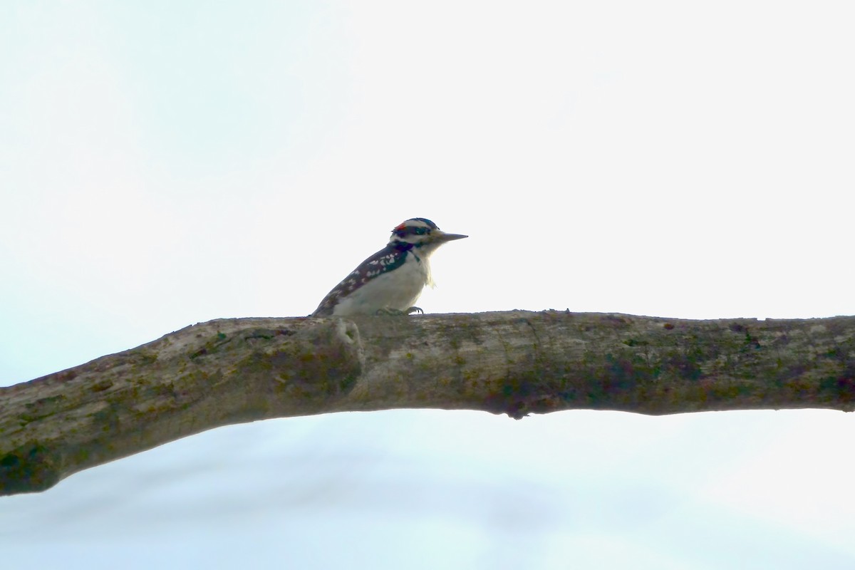 Hairy Woodpecker - Seth Honig