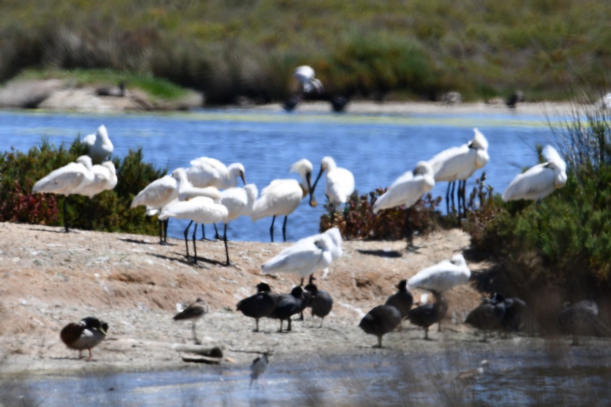 Eurasian Spoonbill - ML614860483