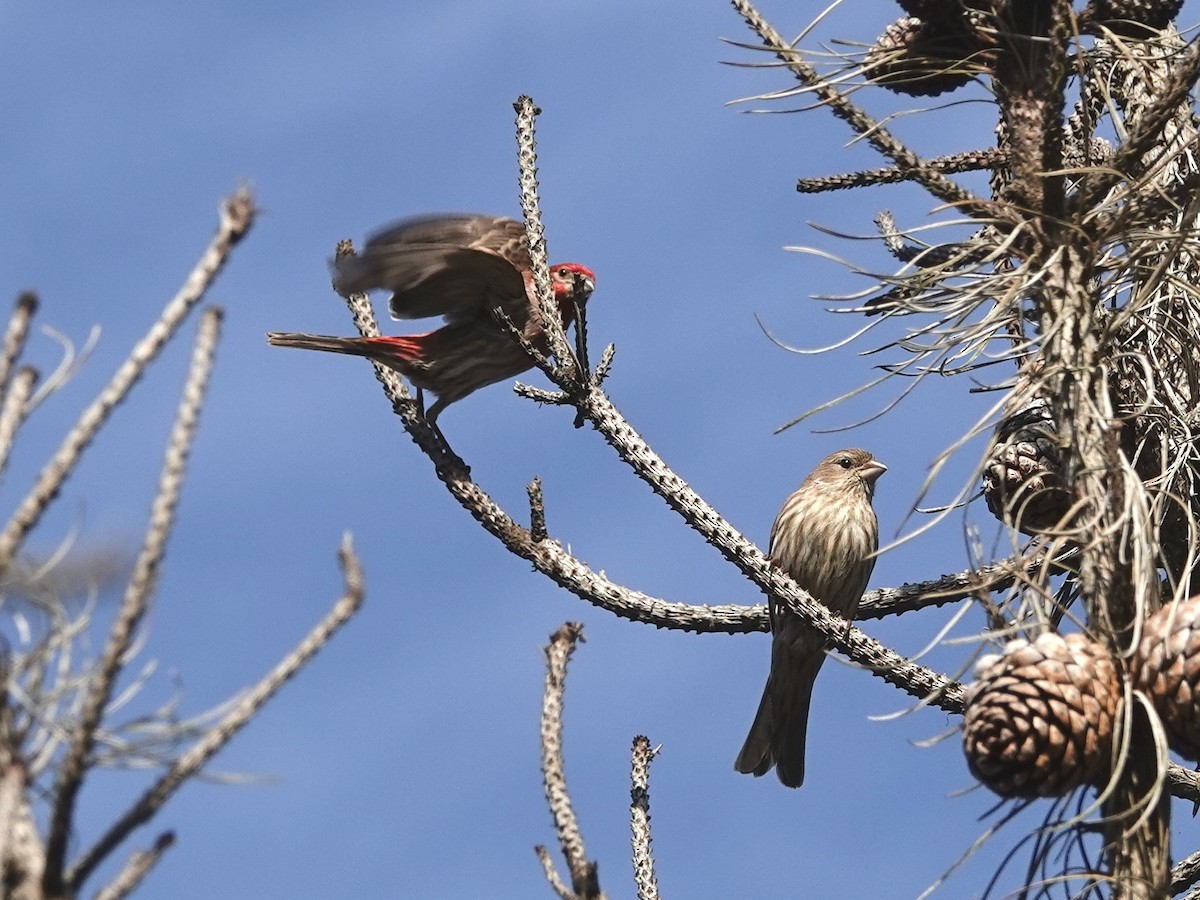 House Finch - Norman Uyeda