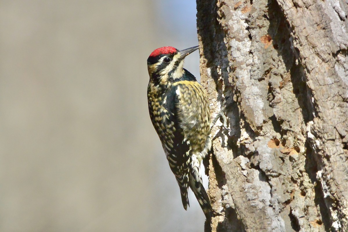 Yellow-bellied Sapsucker - ML614860564