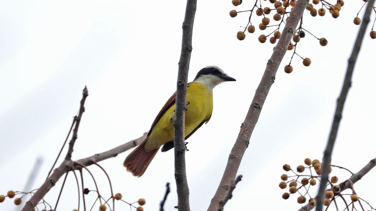 Great Kiskadee - ML614860567