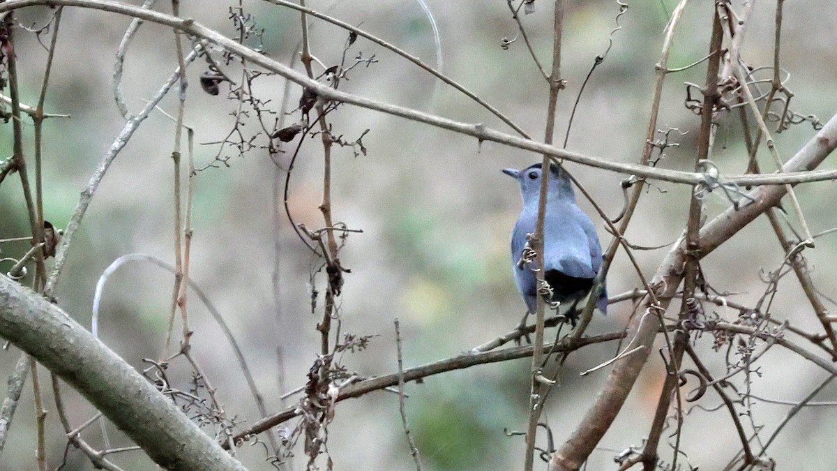 Gray Catbird - ML614860573