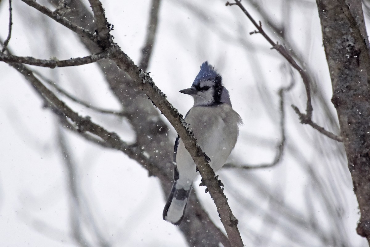 Blue Jay - ML614860601