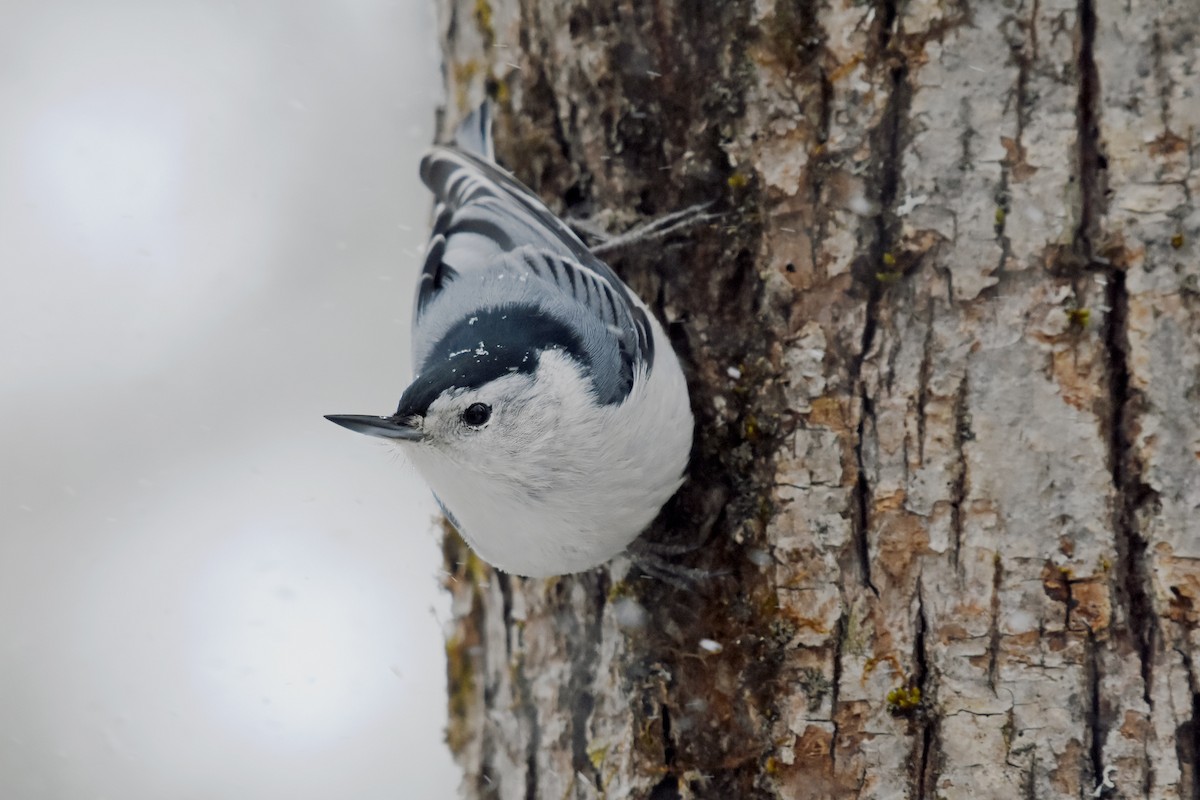 White-breasted Nuthatch - Norma Van Alstine