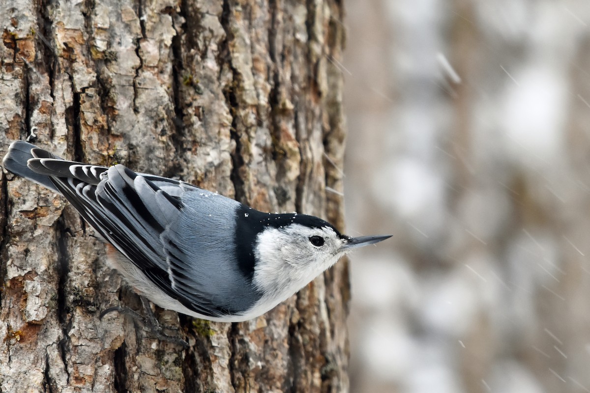 White-breasted Nuthatch - Norma Van Alstine